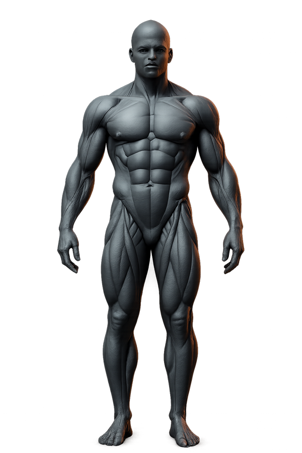 Calx digital twin anatomy figure
